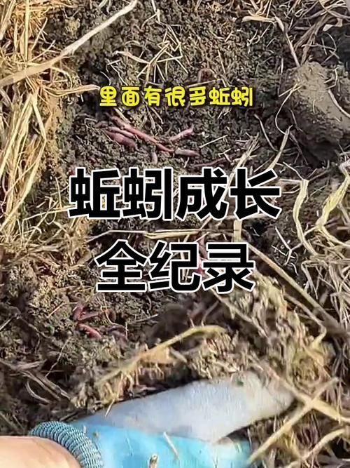 如何科學(xué)飼養(yǎng)火龍魚蠑螈，火龍魚蠑螈的飼養(yǎng)方法