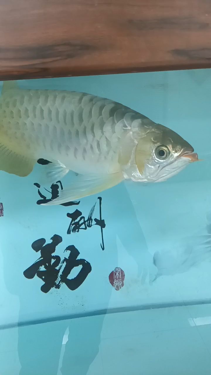 塘沽響螺灣出精品過背金龍，響螺灣出精品過背金龍
