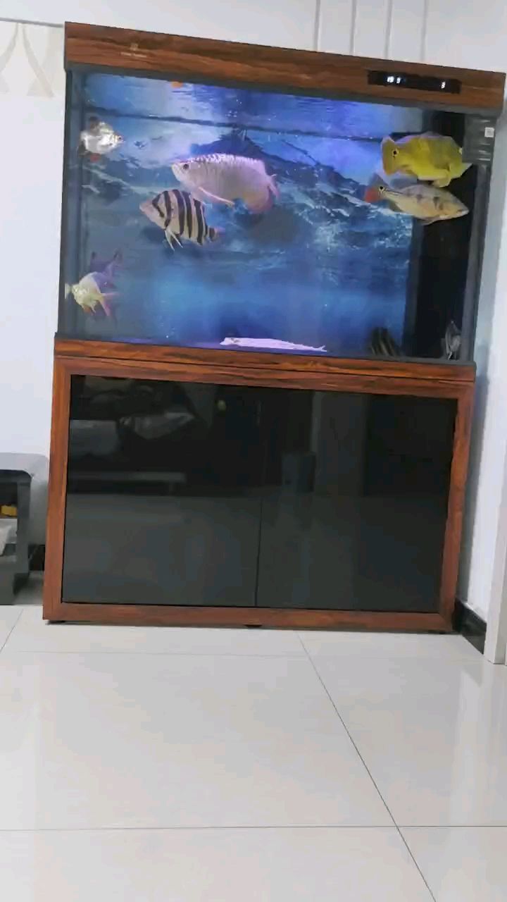 天天虎魚追著泰國鯽玩[ciya]，天天虎魚追著泰國鯽玩