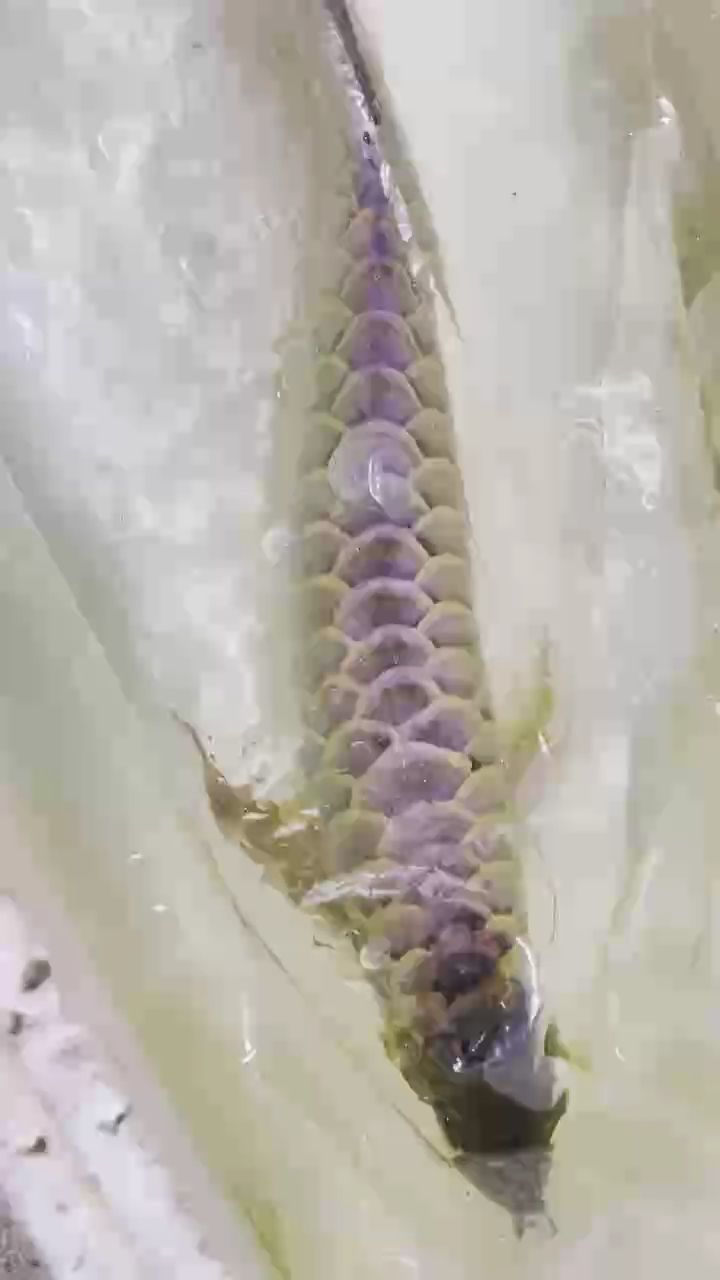 龍魚，巴雷特龍魚被養(yǎng)魚耽誤的建筑師評(píng)論：喂食方面要多樣化