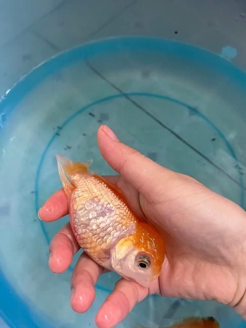 金魚炸鱗后如何護理，關(guān)于金魚炸鱗（豎鱗病）的護理