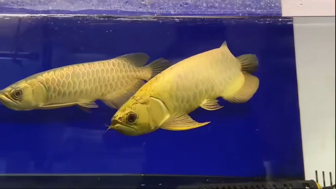 金龍，宇哥6519評論：金龍的形象和意義在不斷演變