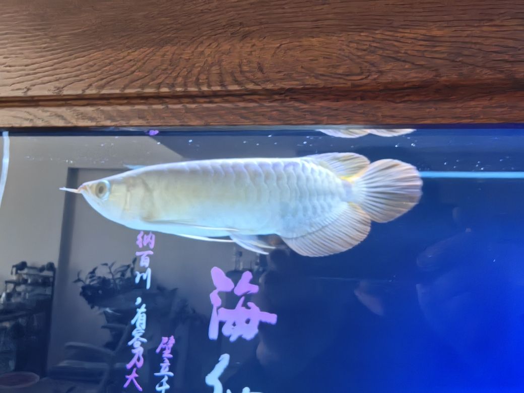 快快長大，快快長大是一個充滿挑戰和機遇的過程，不僅塑造了一個人的品格