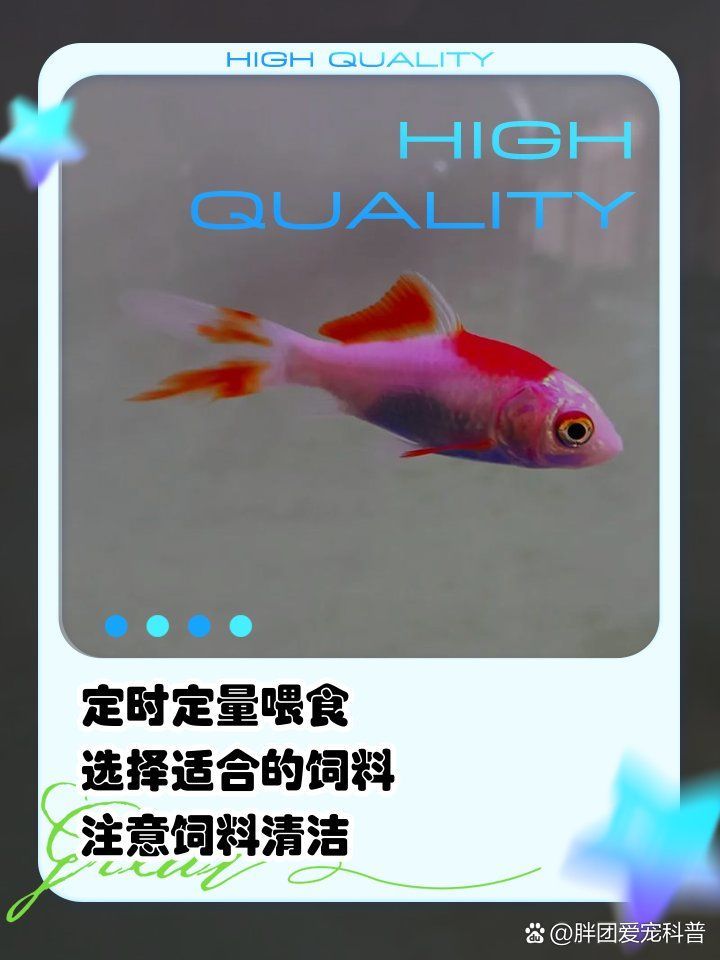 如何調(diào)整<strong><mark>小金</mark></strong>魚的飲食以緩解肥胖，<strong><mark>小金</mark></strong>魚減肥期間需要多久見效
