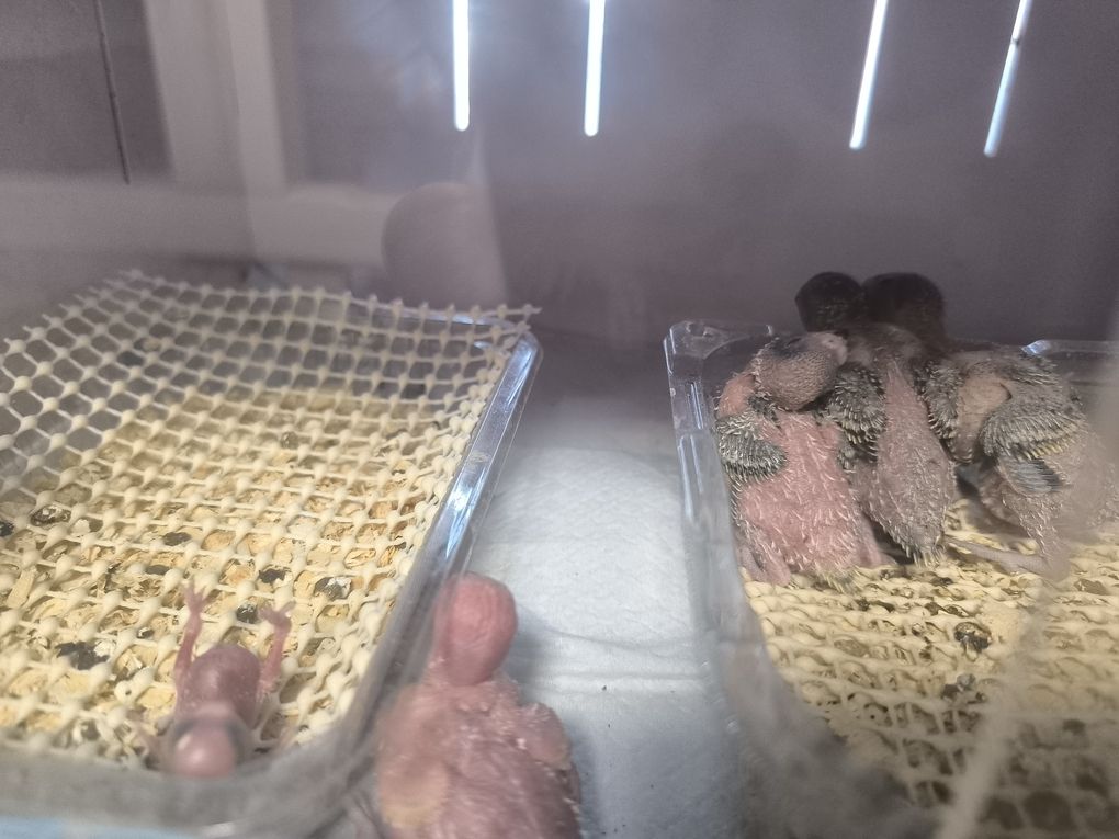 鸚鵡從小養感覺還是不錯的，鸚鵡從小養感覺如何