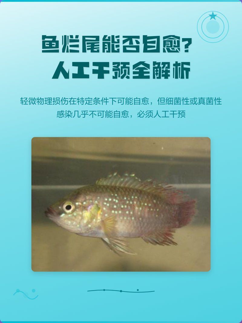 魚爛鰭爛尾能自愈嗎，魚爛鰭爛尾能否自愈