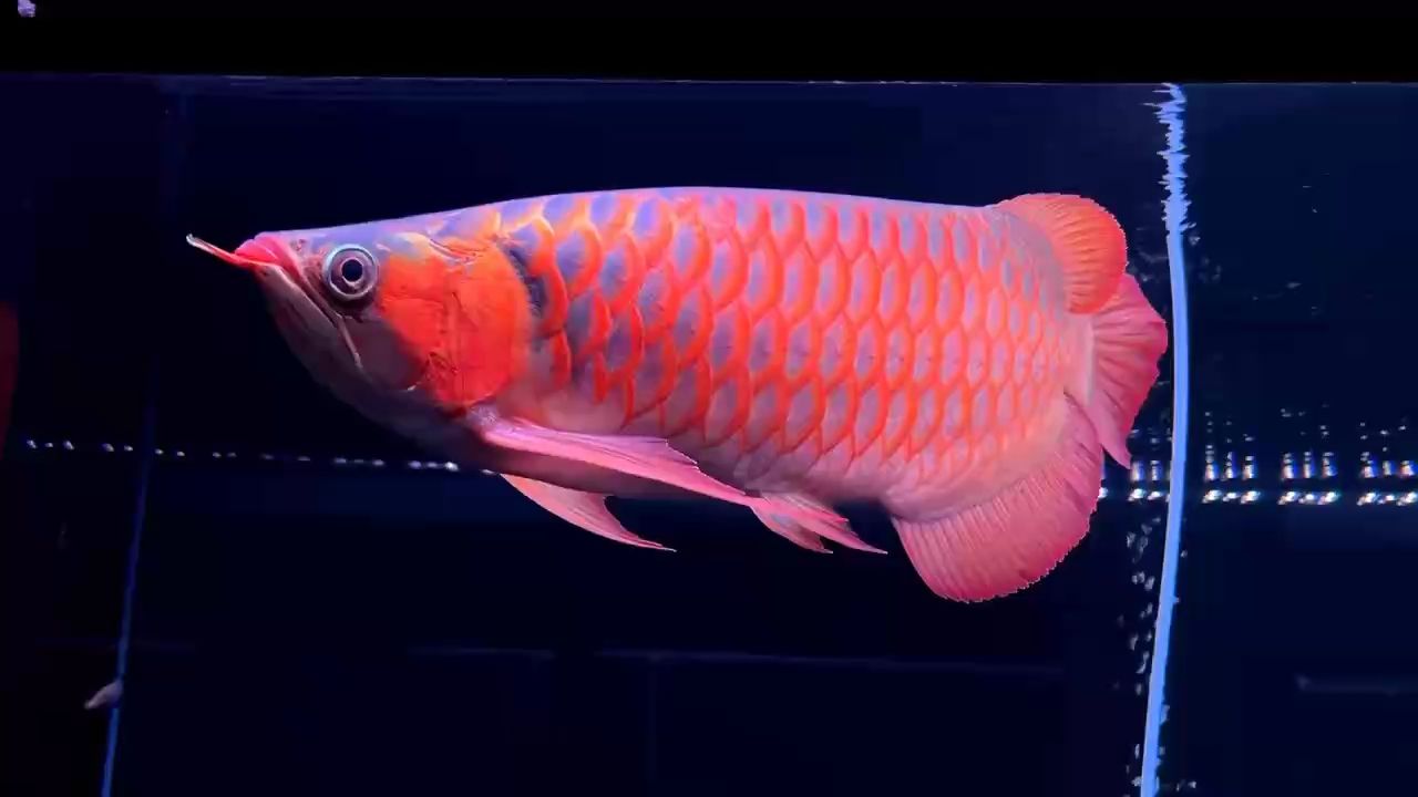 漂亮，探究美麗與魅力的奧秘