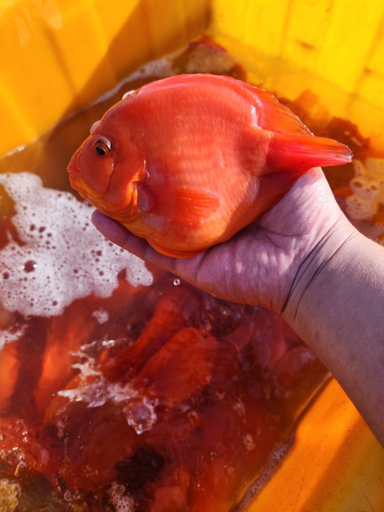 財神鸚鵡魚，財神鸚鵡魚的養殖方法