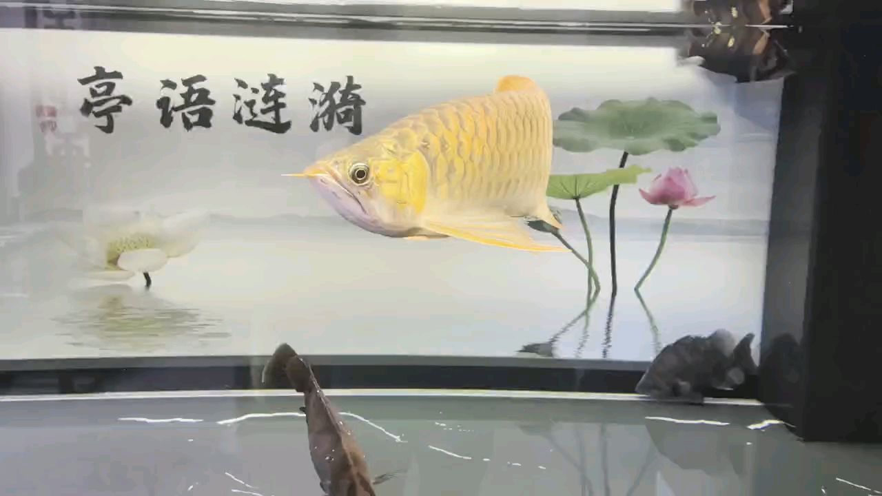 堅持愛好，_人見人愛評論：堅持愛好的重要性與實踐策略