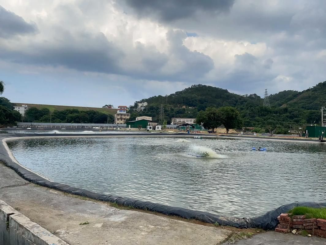 廣東茂名黃鱔苗養殖場