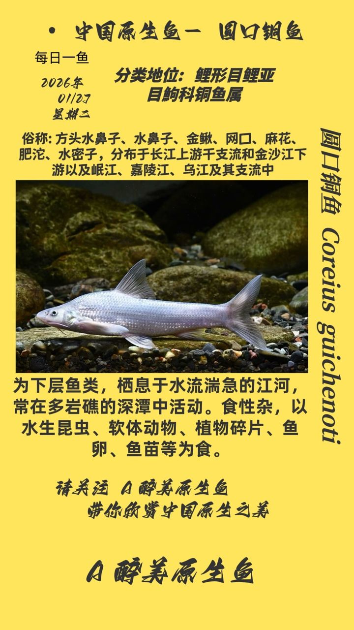 圓口銅魚，口銅魚是一種古代的青銅器