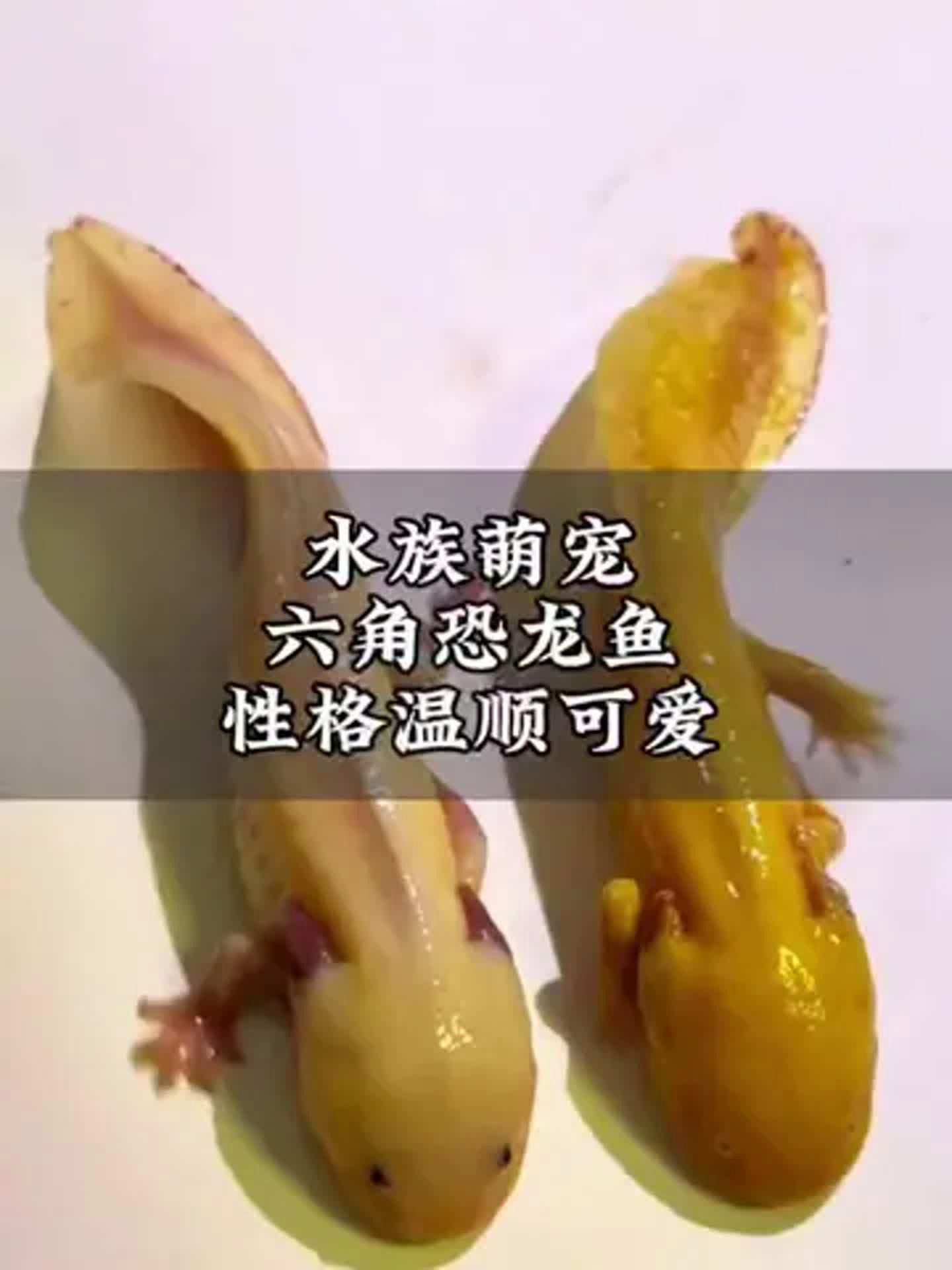 給我推薦一些適合新手的恐龍魚品種，新手飼養恐龍魚品種推薦，適合新手飼養的恐龍魚品種