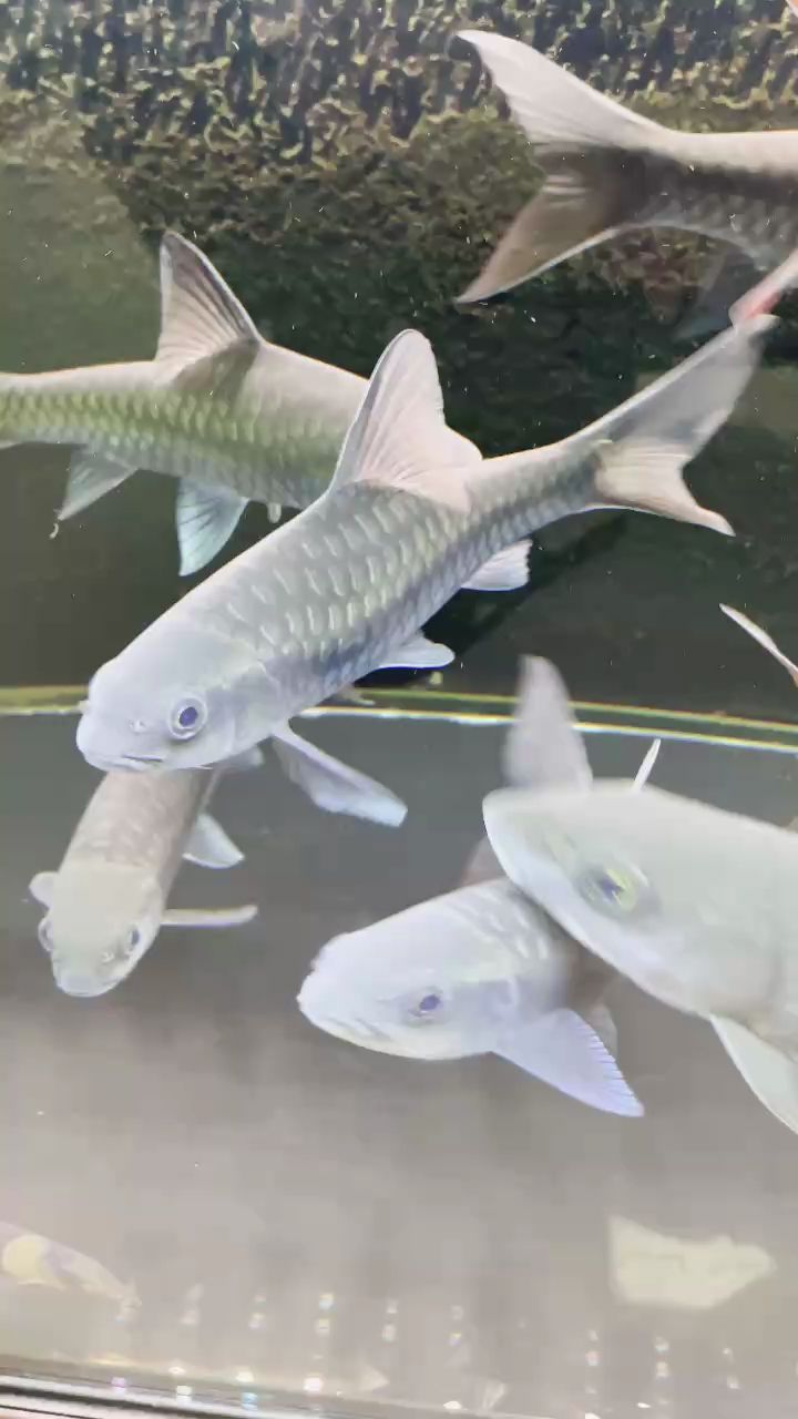 吉羅玩家，交個朋友，羅玩家交個朋友