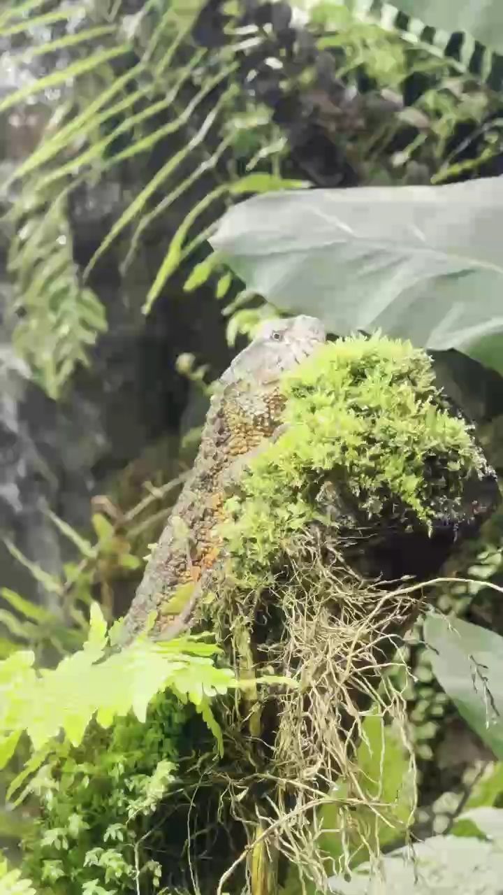 蜥蜴，蜥蜴的生態與保護