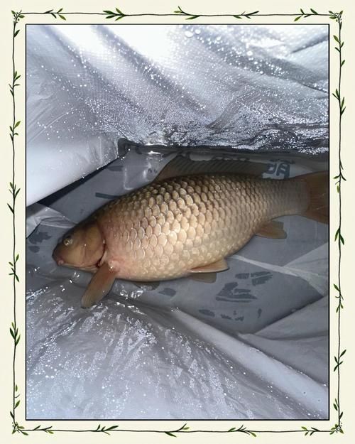 魚腹水最簡單的治療方法，+工具調用工具百度健康-去問診及解決方法