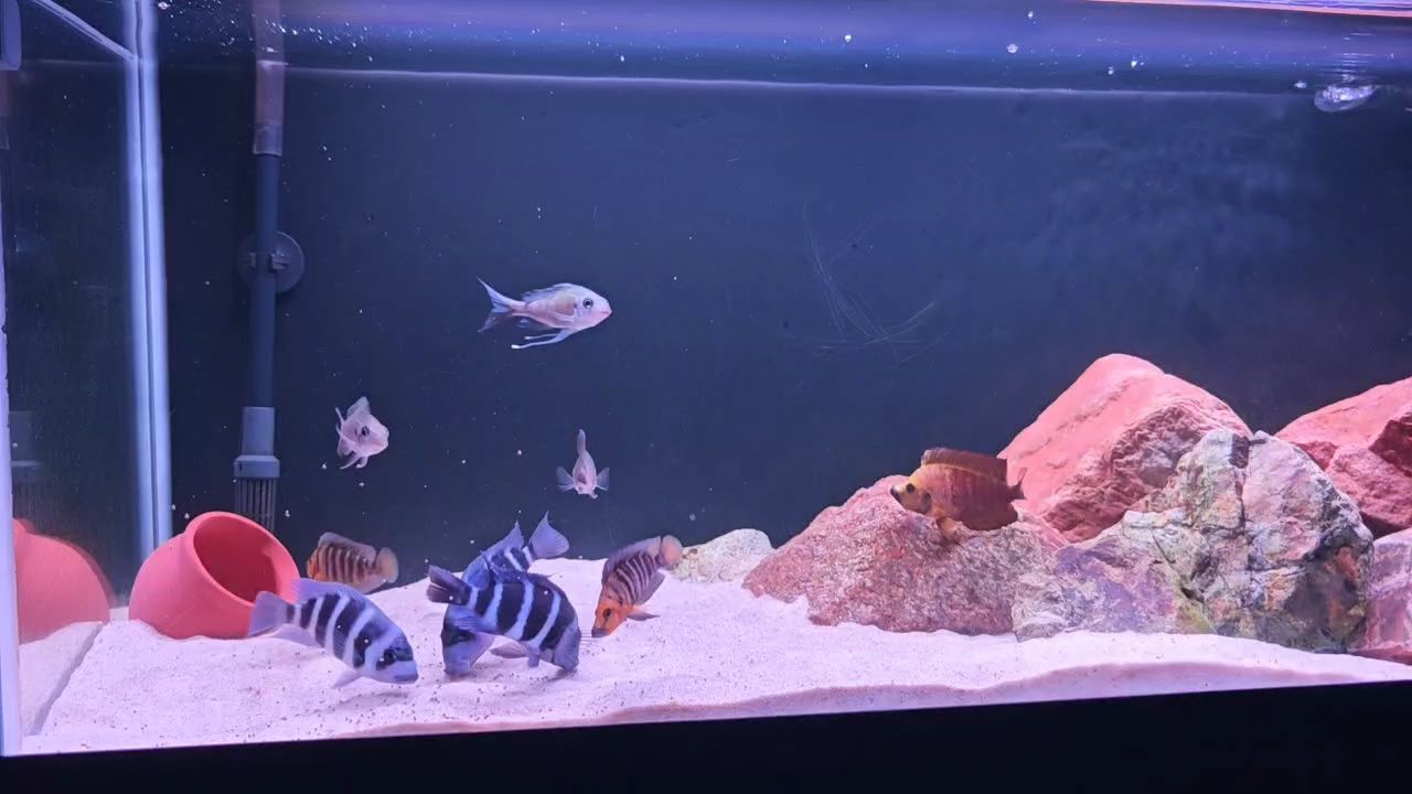一缸小雜魚，一缸小雜魚，在家庭魚缸中養殖小雜魚的生態和美學價值