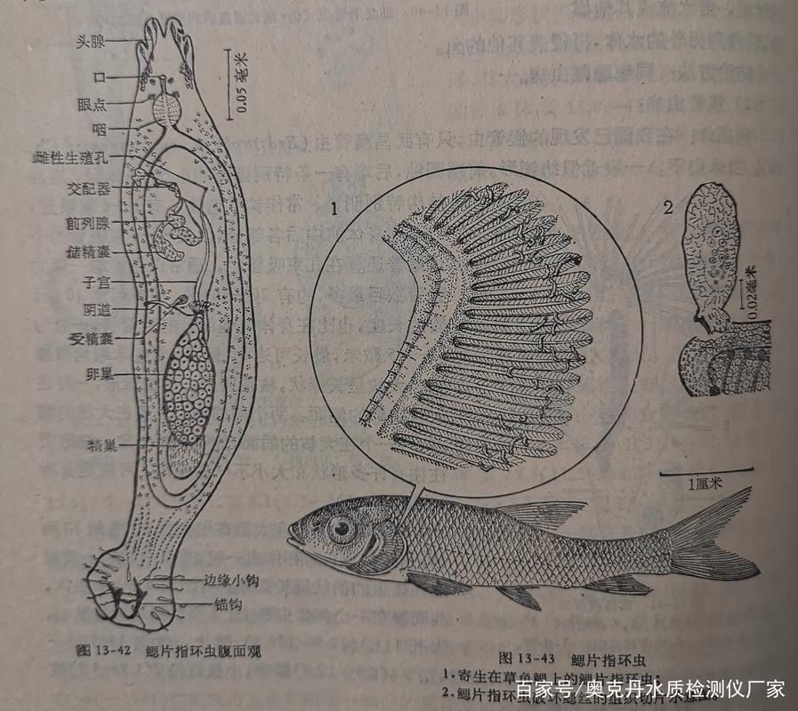 哪種藥物對龍魚寄生蟲最安全，龍魚寄生蟲治療