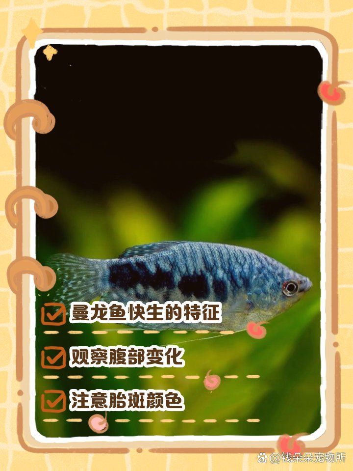 如何判斷曼龍魚是否處于繁殖期，如何判斷曼龍魚是否進入繁殖期