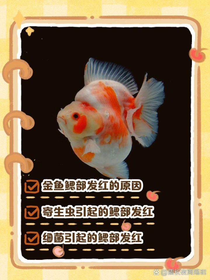 魚鰓充血能自愈嗎，魚鰓充血能否自愈