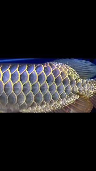 古典金龍魚圖片大全，古典金龍魚圖片大全，古典金龍魚的飼養(yǎng)方法