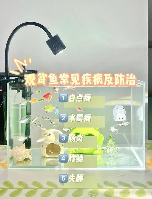 給我一些觀賞魚常見疾病的圖片，觀賞魚常見疾病及其圖片