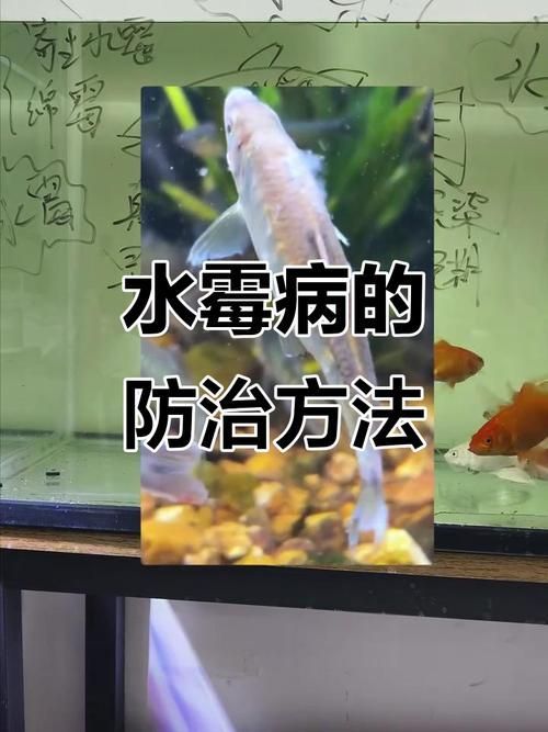 給我一些觀賞魚常見疾病的圖片，觀賞魚常見疾病及其圖片