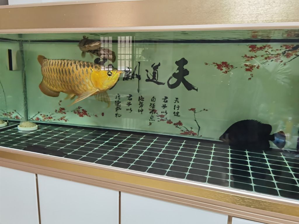 ，ai在教育中的應用及其影響，北京老寧評論：挺好