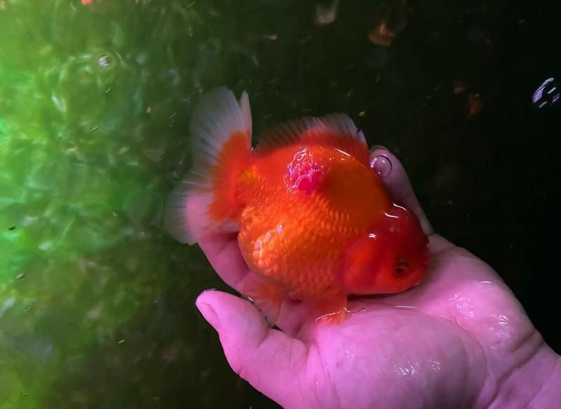 魚爛肉爛身用什么藥，金魚爛肉爛身急救指南