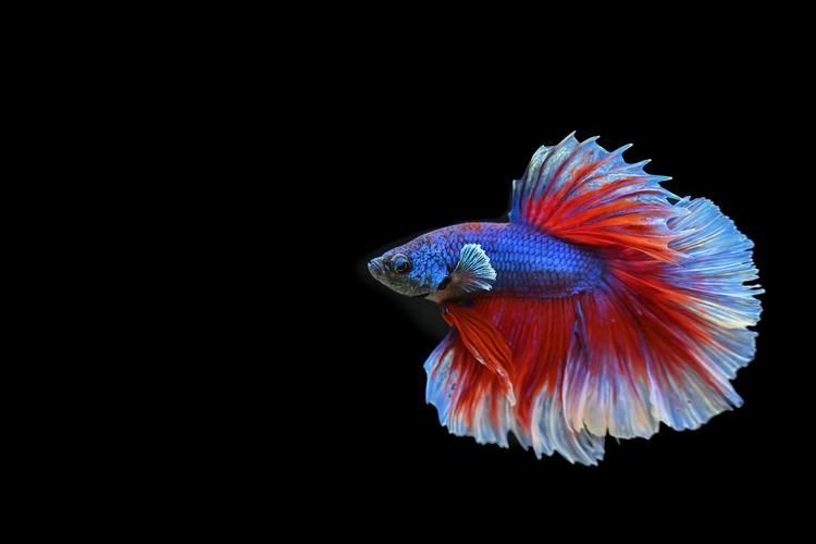 給我一些觀賞魚的高清圖片，觀賞魚高清圖片集錦