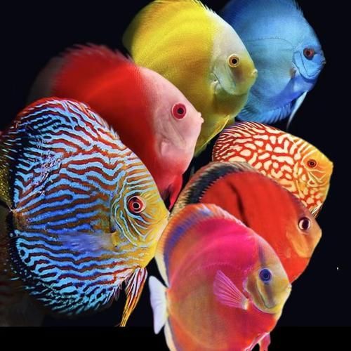 給我一些觀賞魚的高清圖片，觀賞魚高清圖片集錦