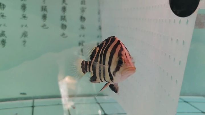 小虎魚，小虎魚的飼養方法