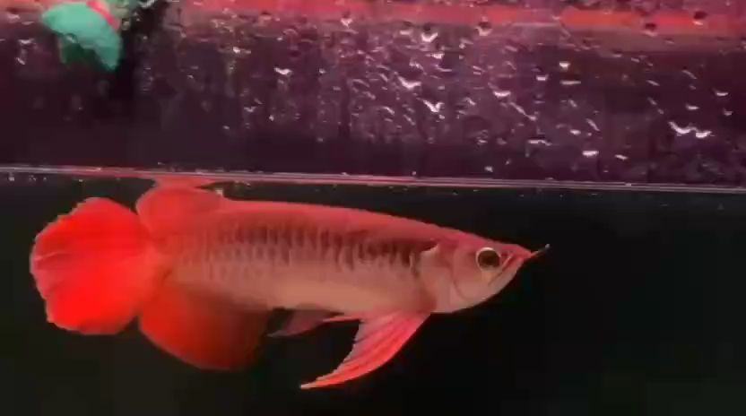 更新，i00wvbla評論：數(shù)字化時代的教育創(chuàng)新與挑戰(zhàn)