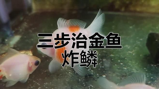 如何判斷魚是否患有豎鱗病，怎樣判斷魚是否患有豎鱗病