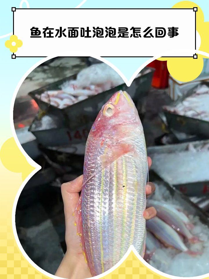 龍魚浮頭后如何恢復，龍魚浮頭后多久會恢復？