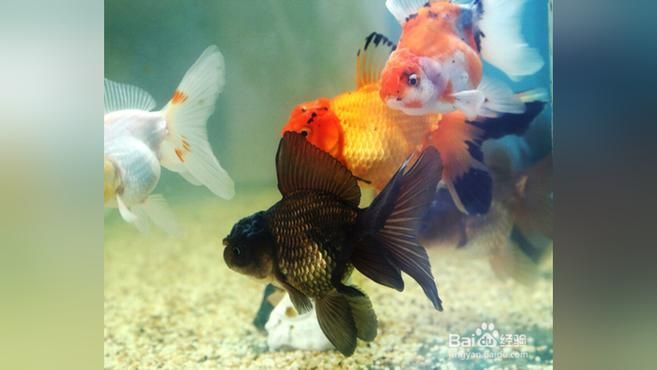 金魚掉鱗露肉還能活多久，金魚掉鱗露肉后多久能活多久金魚掉鱗露肉多久能恢復