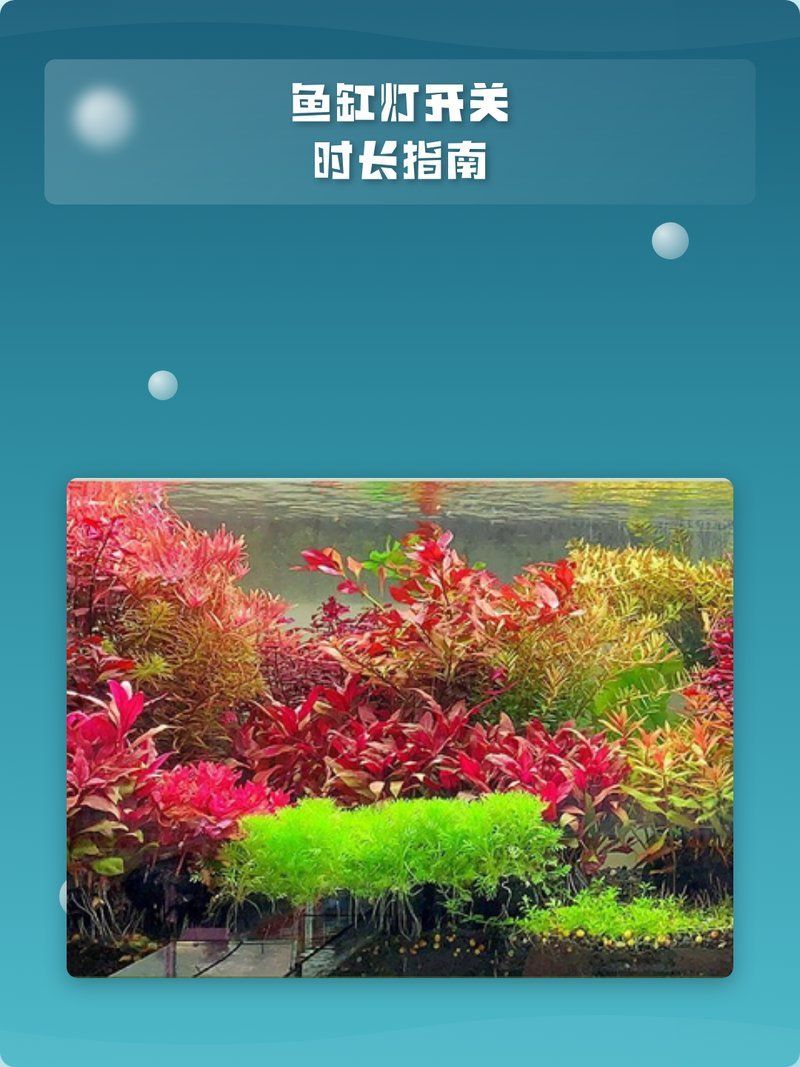 40缸養魚需要多久開一次燈，40缸養魚每天開多長時間