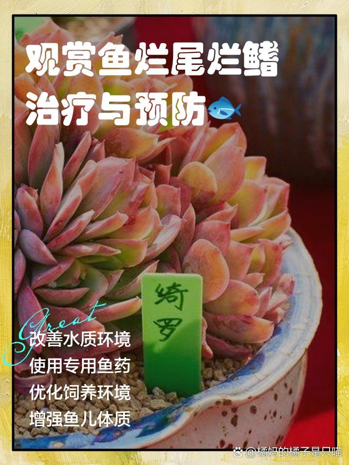 如何預防魚爛鰭爛尾的發生，方nic山高水長觀賞魚爛尾爛尾預防妙招來啦
