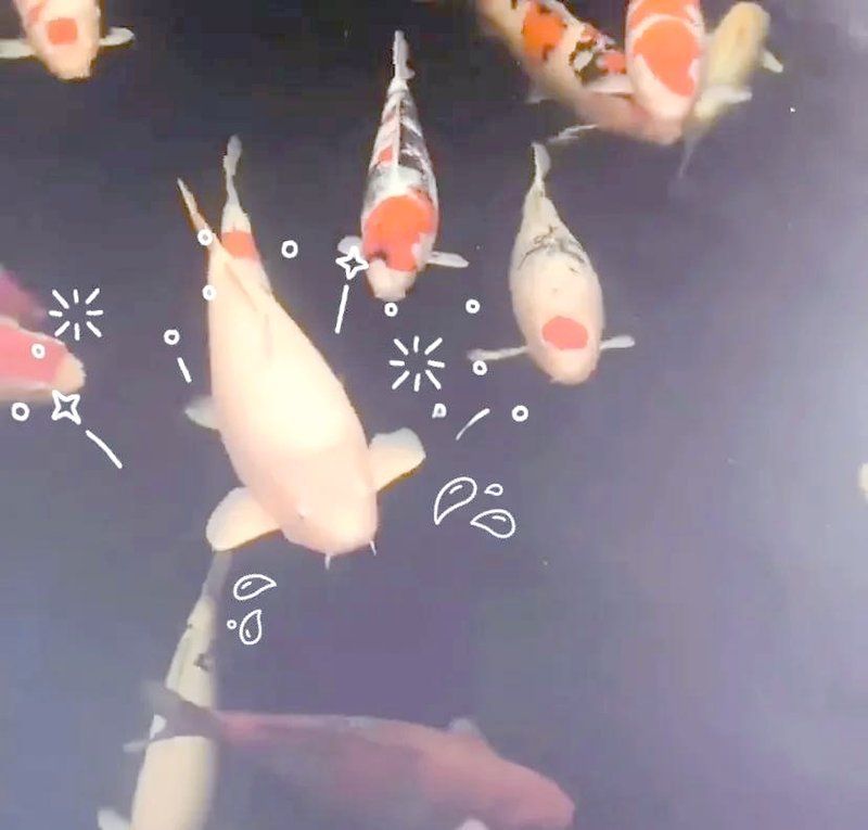 如何預(yù)防魚爛鰭爛尾的發(fā)生，方nic山高水長(zhǎng)觀賞魚爛尾爛尾預(yù)防妙招來(lái)啦