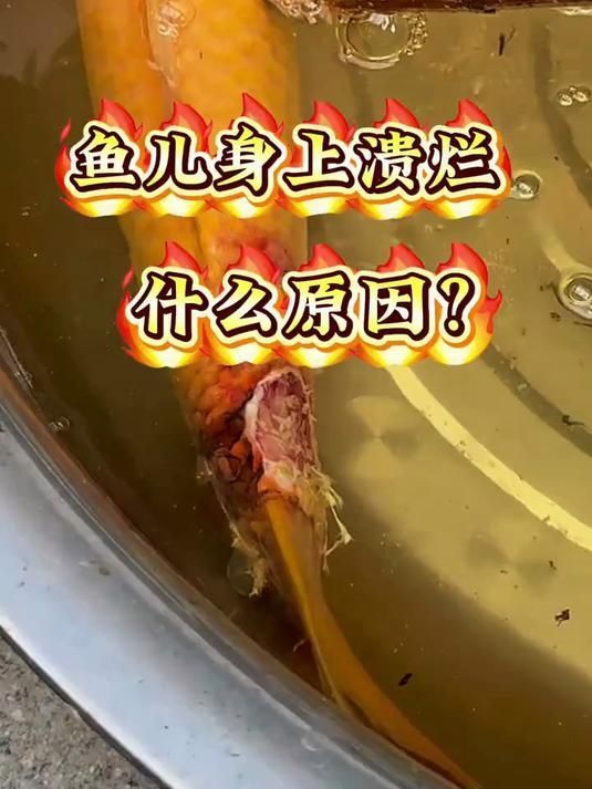 金魚身上潰爛能自愈嗎，金魚潰爛能否自愈