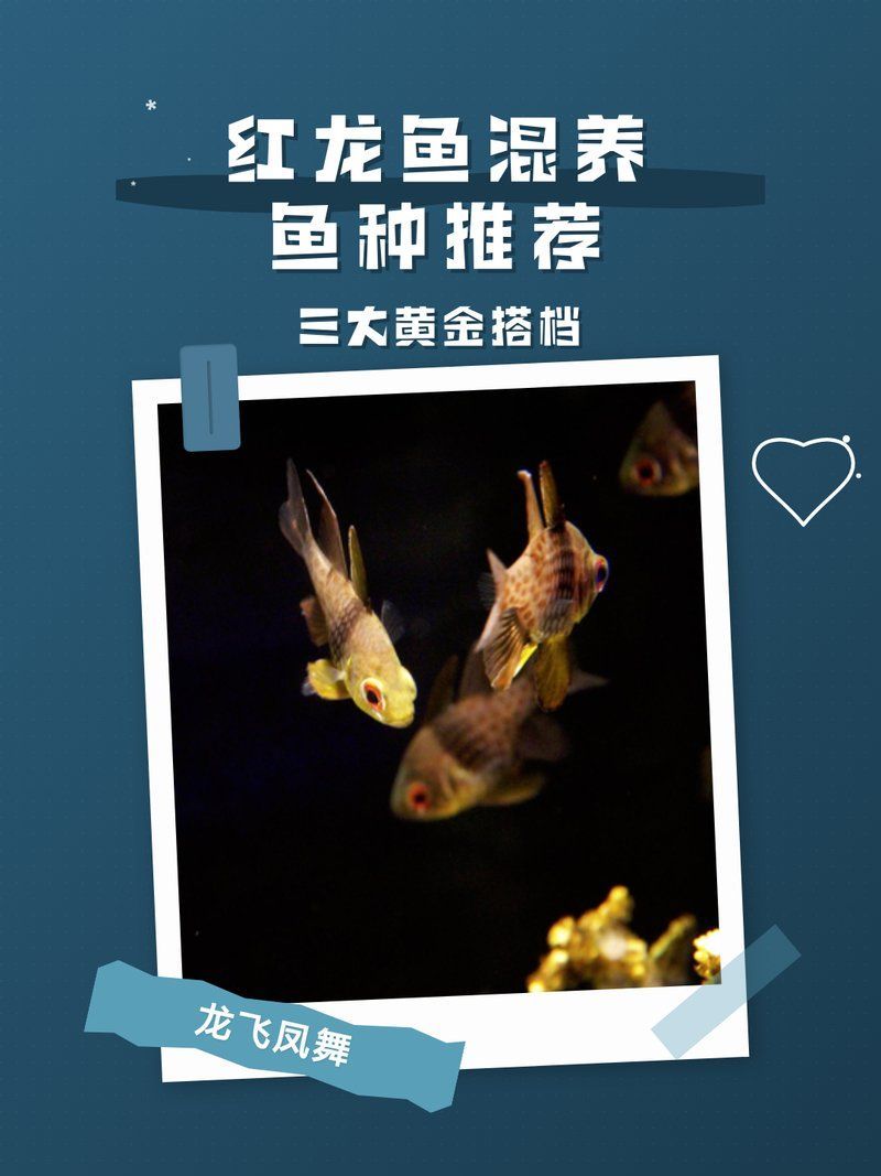 紅龍配魚什么最好，紅龍魚與紅龍魚混養的注意事項