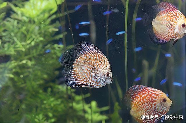 龍魚病治療需要多長時間？，龍魚醫(yī)學(xué)/水族養(yǎng)殖+水族養(yǎng)殖專業(yè)信息分析