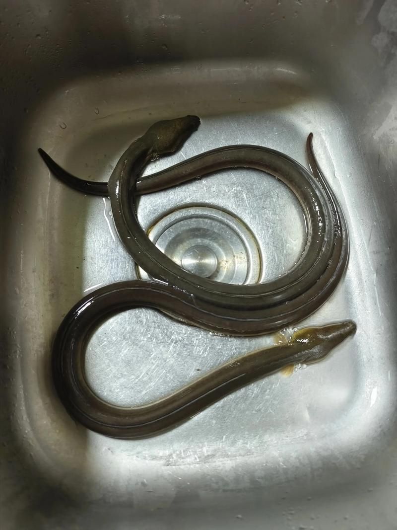 廣東人如何烹飪龍魚土龍，人烹飪龍魚土龍（一種傳統(tǒng)烹飪封口技巧和調(diào)味方法”