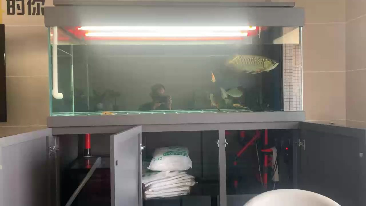 金龍，金龍是中國傳統文化中的象征之一