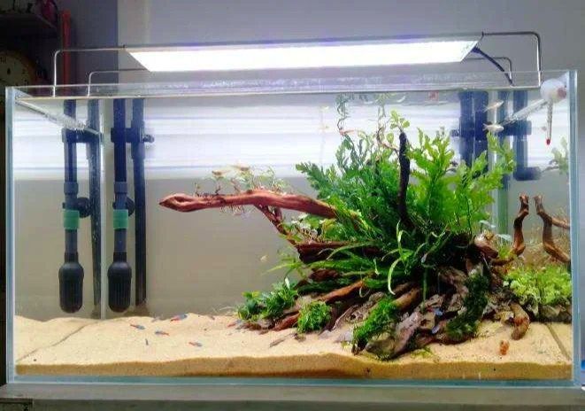 小缸飼養龍魚需要哪些特殊設備，小缸飼養龍魚需要以下特殊設備，小缸飼養龍魚需要多久換一次水