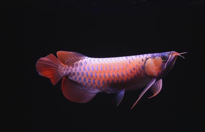 龍魚趴缸不吃東西，如何判斷龍魚是否生病？