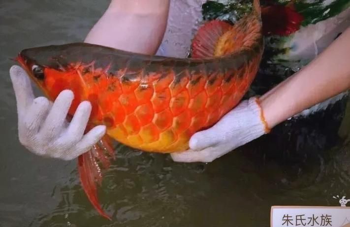 龍魚趴缸不吃東西，如何判斷龍魚是否生病？