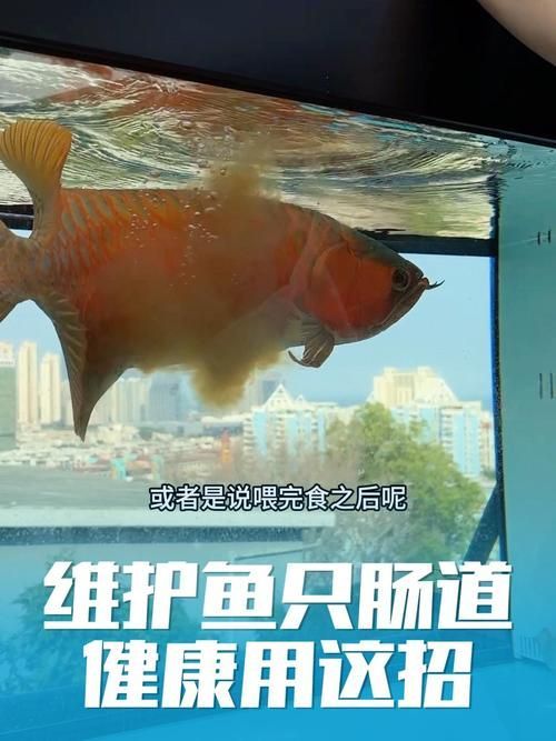 龍魚趴缸不吃東西，如何判斷龍魚是否生病？