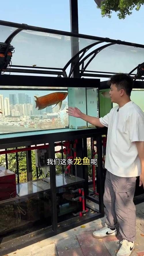 龍魚趴缸不吃東西，如何判斷龍魚是否生病？
