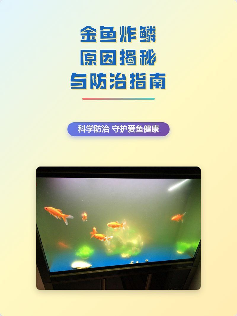 金魚炸鱗病如何治療，如何治療金魚炸鱗病