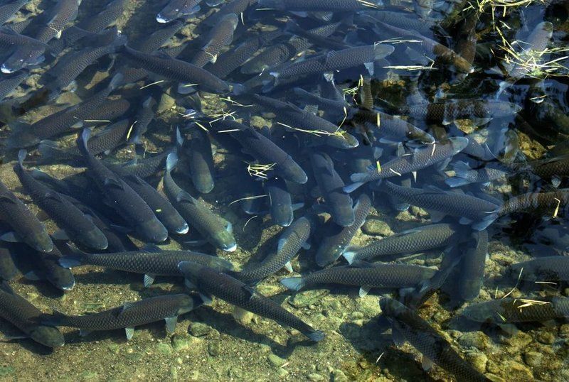 如何判斷魚是否碘伏中毒，聚維酮碘（聚維酮碘）中毒的科學判斷指南